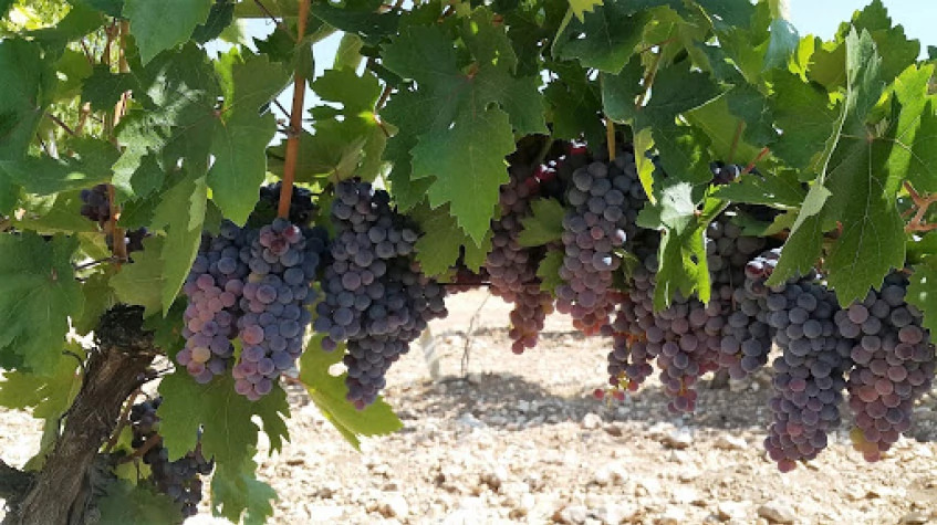 Daily Thrace Grape Time Tour