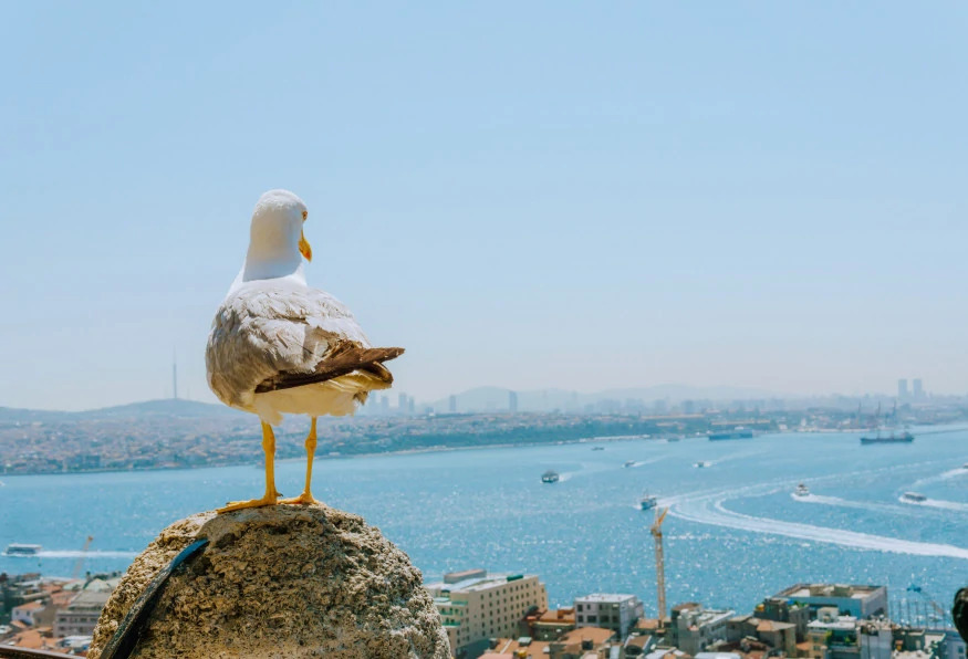5 Days Deluxe Istanbul Tour With Raffles Hotel