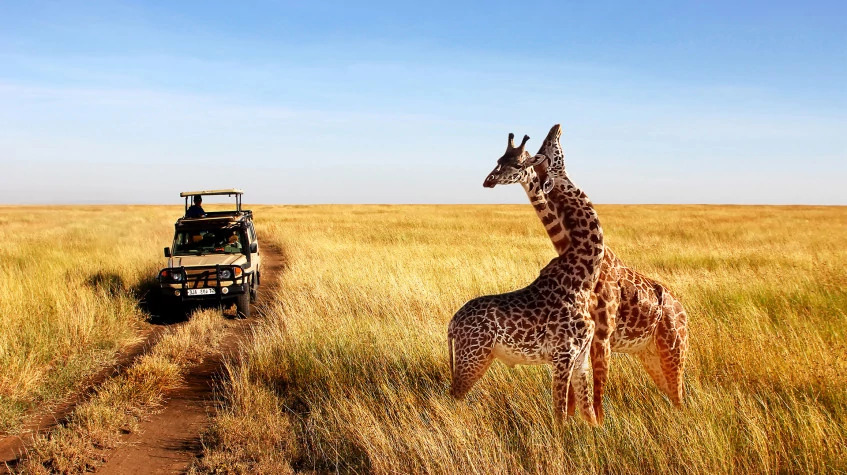 9 Days Budget Safari Tanzania Tours