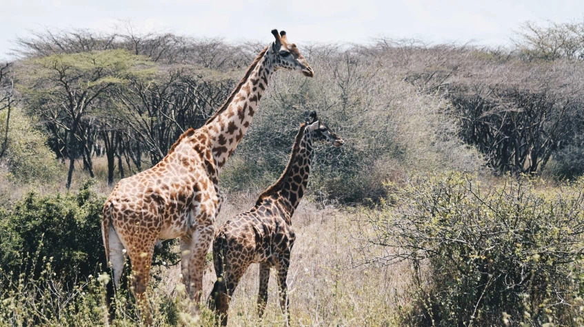 5 Days Bogoria Nakuru Naivasha Mara Joining Safari