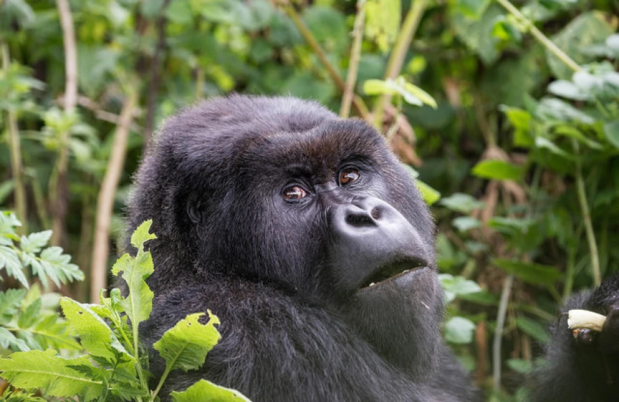 3 Days Gorilla Safari Uganda