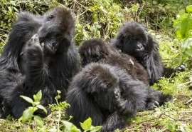 3 Days Gorilla Safari Uganda