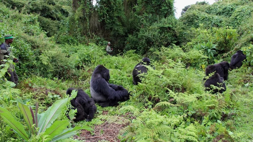 7 Days Gorillas Chimpanzee Trekking Wildlife Safari