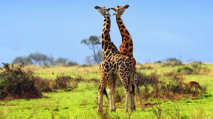 16 Days Wild Uganda Safari