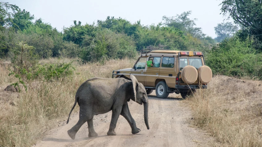 14 Days Most Enjoyable Uganda Safari