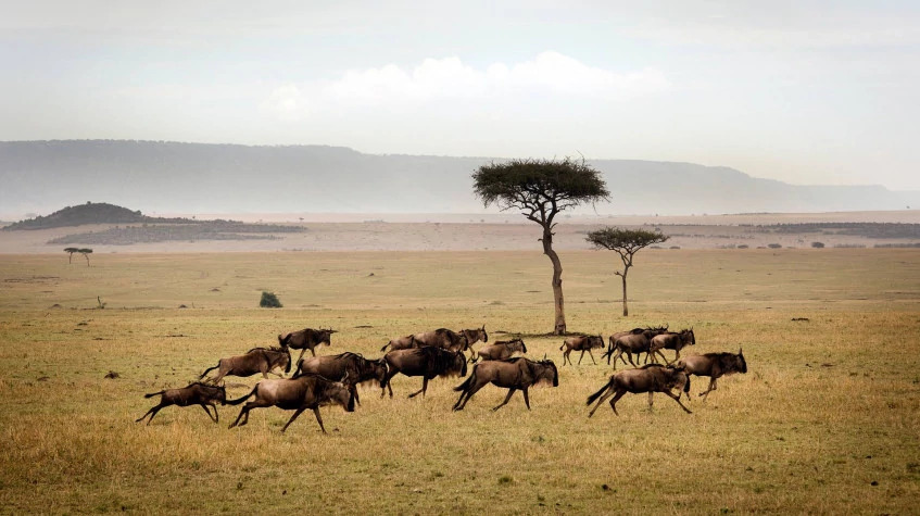 6 Days  Maasai Mara/ Nakuru/ Amboseli