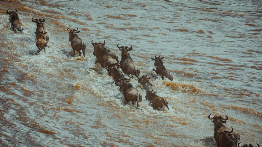 The Ultimate Migration Safari