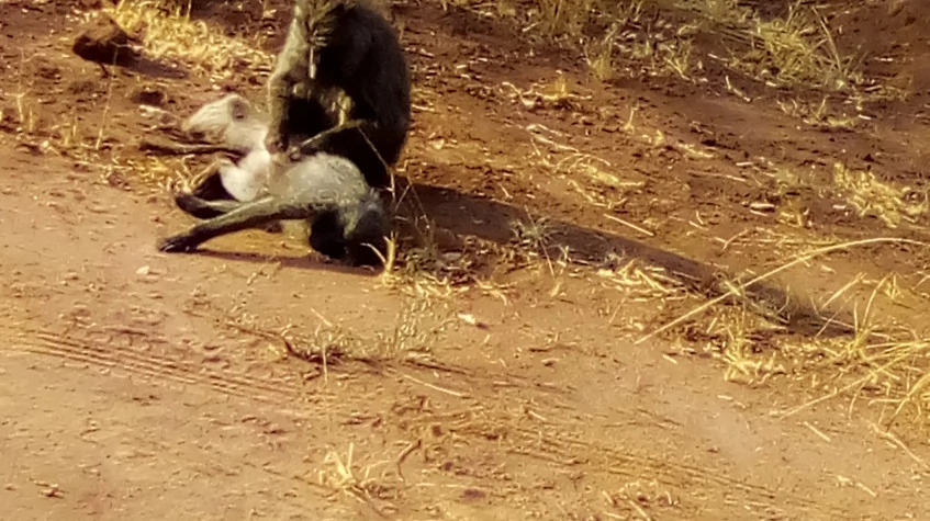 7 Days Rwanda Multiple Gorilla Tracking Experiences
