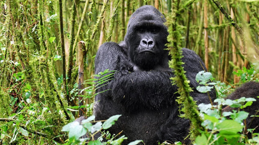 7 Day Rwanda Multiple Gorilla Tracking Experiences