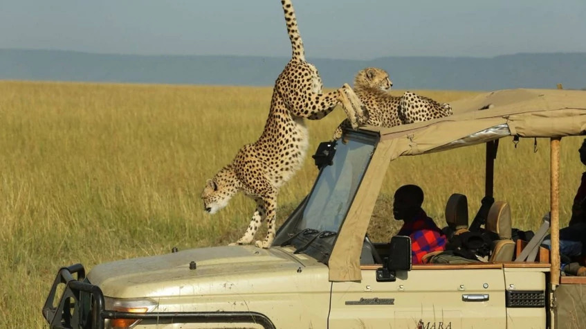 4 Days Fly-In Masai Mara Luxury Safari