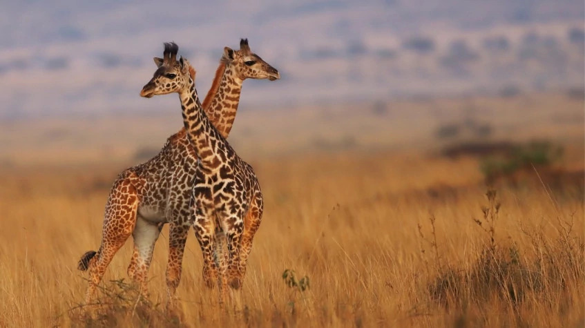 4 Days Fly-In Masai Mara Luxury Safari