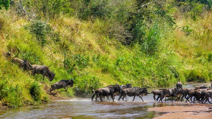 10 Days Tanzania Safari