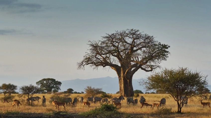 4 Days Tanzania Classic Safari
