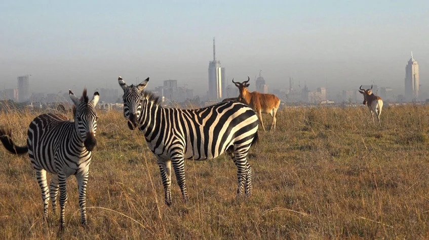 Nairobi National Park City Tour