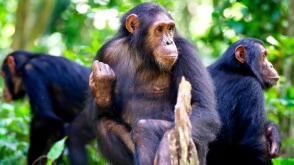 4 Days Gorilla Trekking Safari