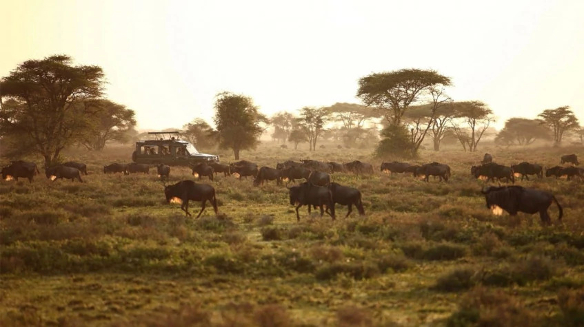 The Ultimate Migration Safari