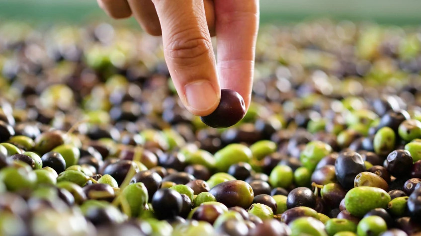 Daily Hatay Olive Oil Tasting Tour