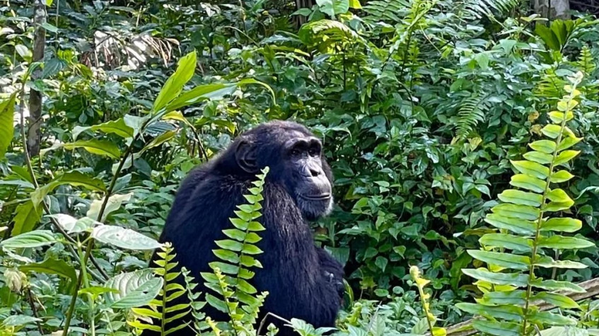 3 Days Chimpanzee Trekking in Kibale National Park.