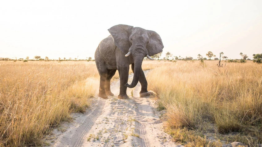 5 Days Exploring Luangwa’s Unspoilt Wilderness On Walking Safari