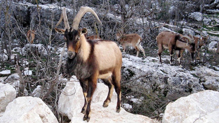 4 Days Hunting Bezoar Ibex Package Antalya