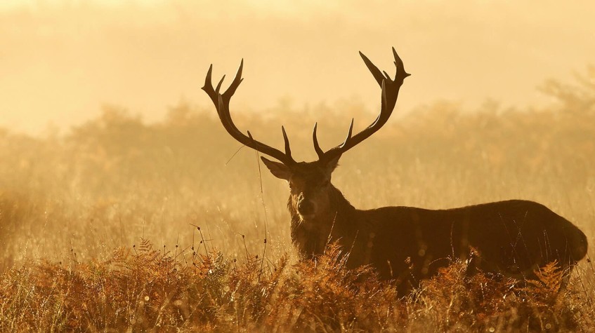 5 Days Hunting Red Stag Package Ankara Tour