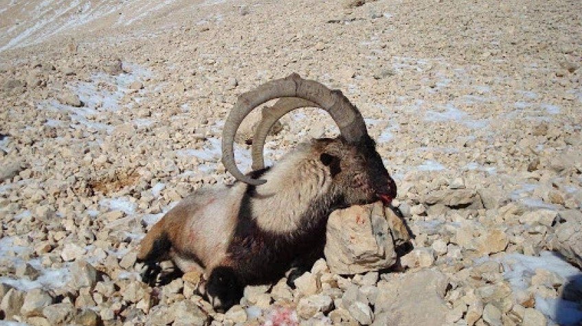 6 Days Hunting Bezoar Ibex Package Antalya