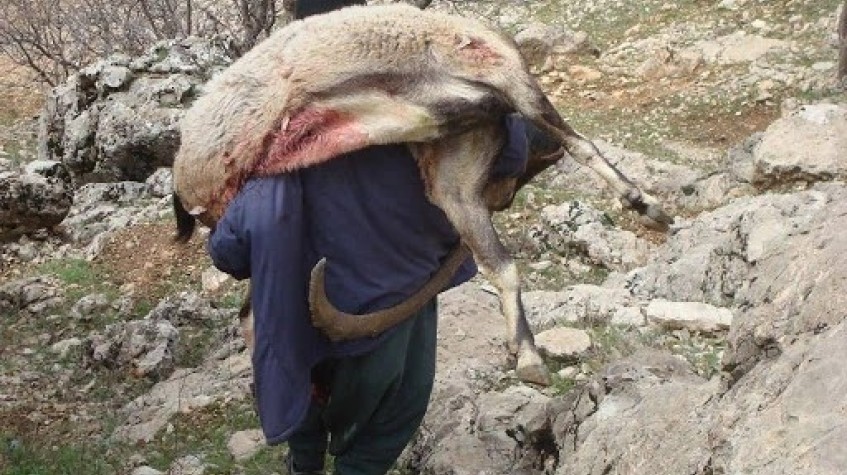 6 Days Hunting Bezoar Ibex Package Antalya