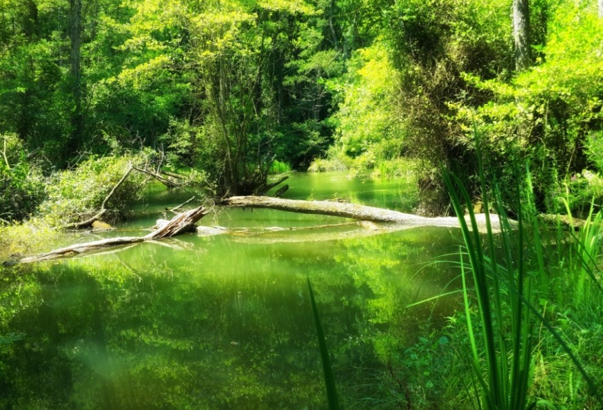 Sahin Creek (Igneada)
