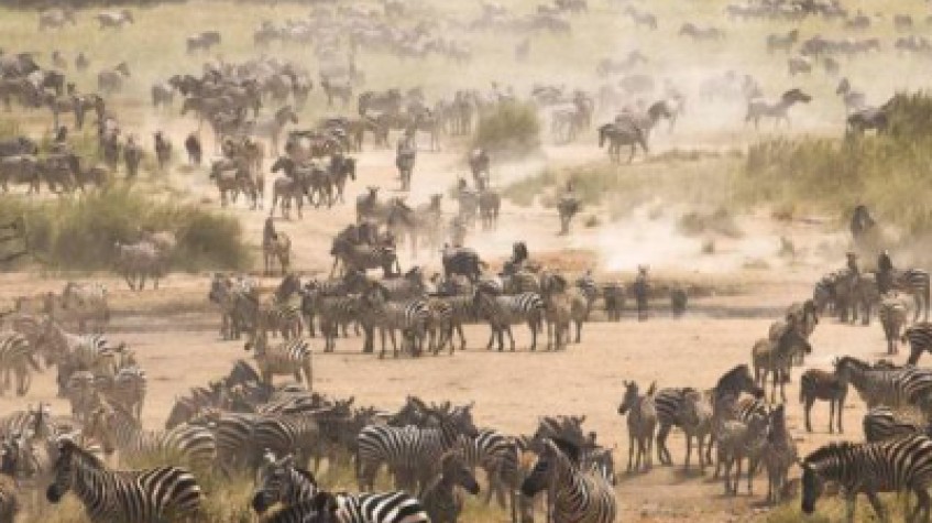 8 Days Migration Safaris Serengeti National Park Luxury Package All- Inclusive