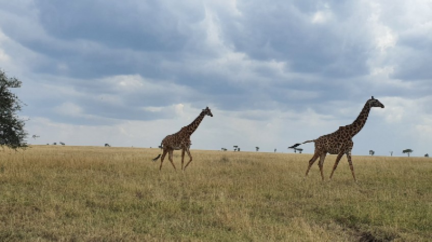 5 Days Lodge Safari