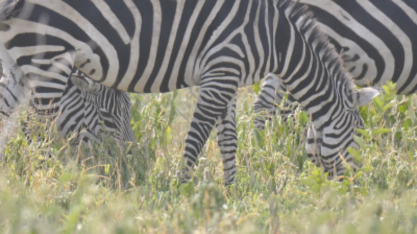 8 Days Tanzania Lodge Safari