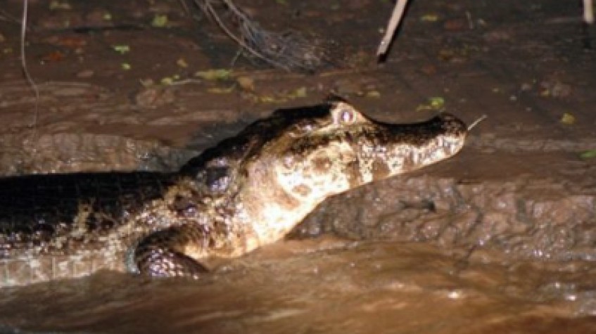 Cayman Wildlife Boat Tour – Daily River & Nature Experience (16:00–19:30)