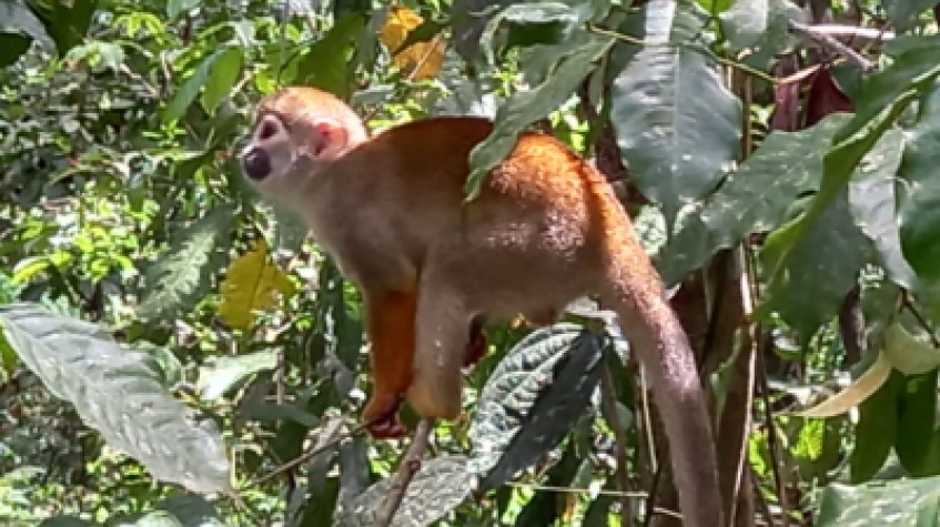 2 Days in the Amazon Jungle