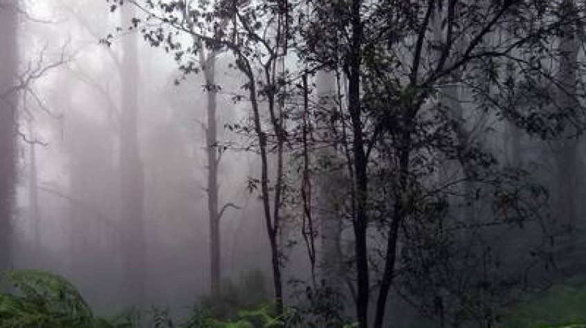 Overnight Rain Forest Adventure in Sinharaja With Return Transfers