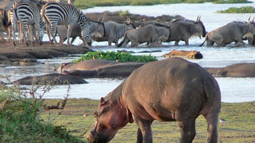 5 Days Tarangire National Park, Serengeti National Park, Ngorongoro Crater and Lake Manyara National Park