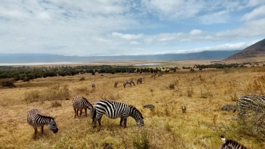 6 Days Safari - Tarangire, Serengeti, Ngorongoro Crater & Lake Manyara
