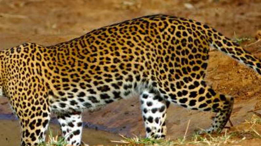 8 Days Sri Lanka Wildlife and Adventure Tour