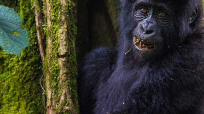 4 Days Gorilla Tracking Safari