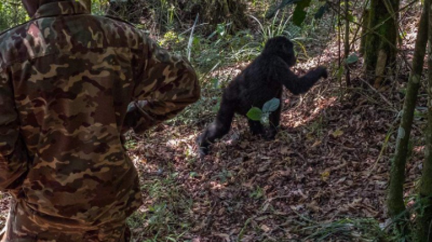 4 Days Gorilla Tracking Safari