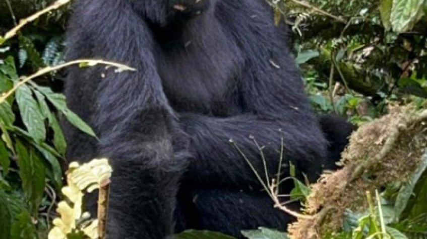 5 Days Gorilla and Chimpanzee Trekking