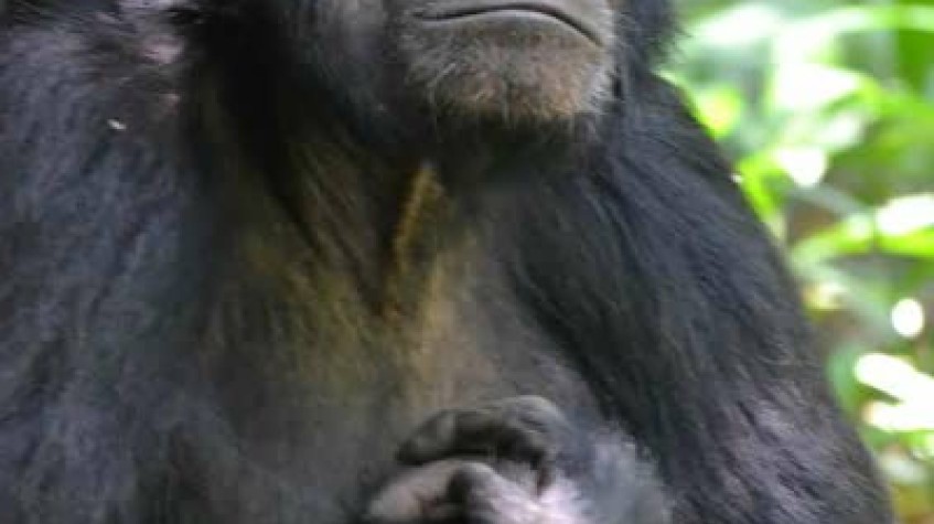 5 Days Uganda Gorillas and Wildlife Game Drive