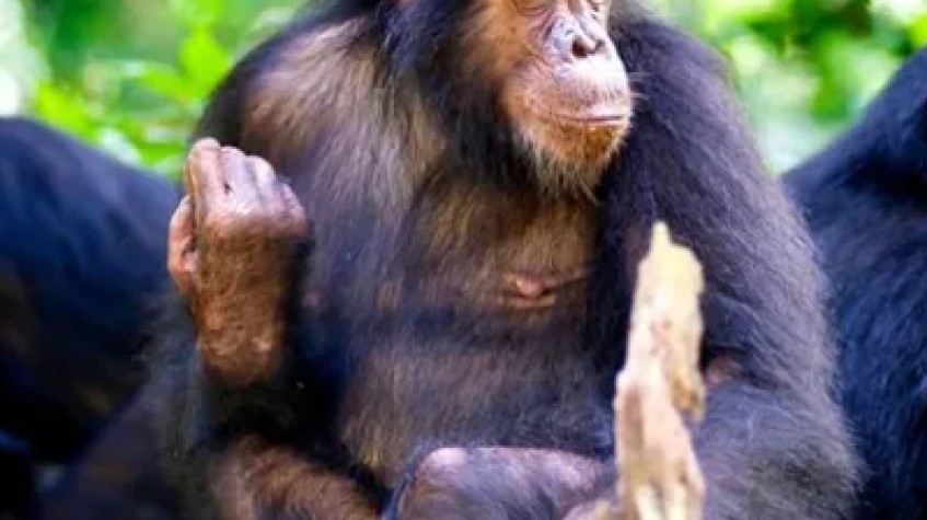 7 Days Uganda Gorillas, Chimpanzees and Wildlife Game Safari