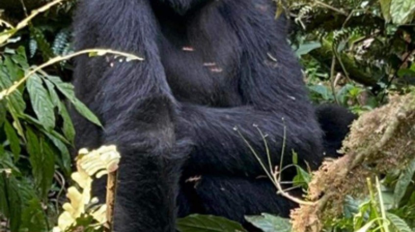3 Days Gorilla Trekking in Bwindi