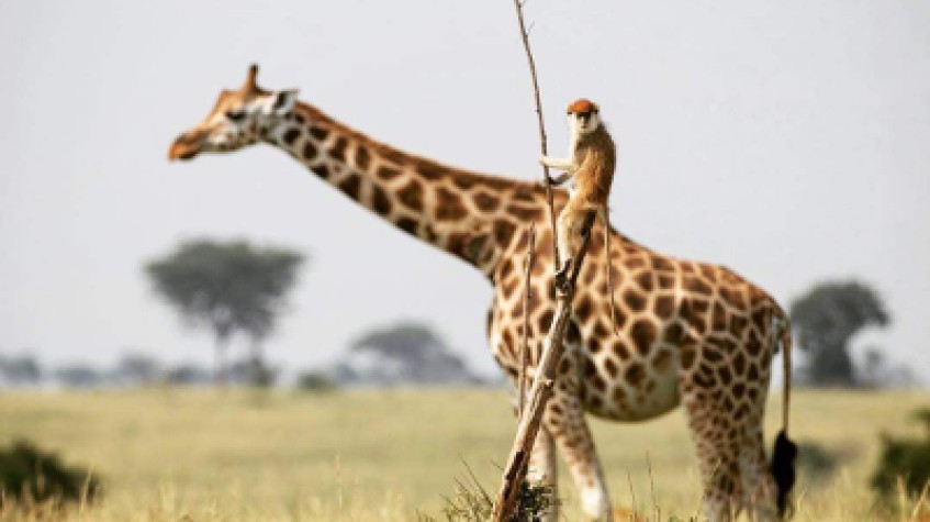 4 Days Safari to Murchison Falls National Park