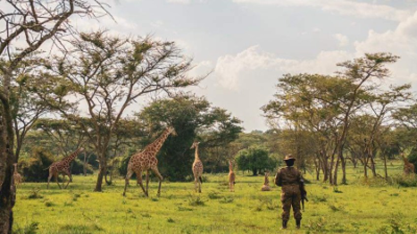 4 Days Uganda Safari to Murchison Falls National Park