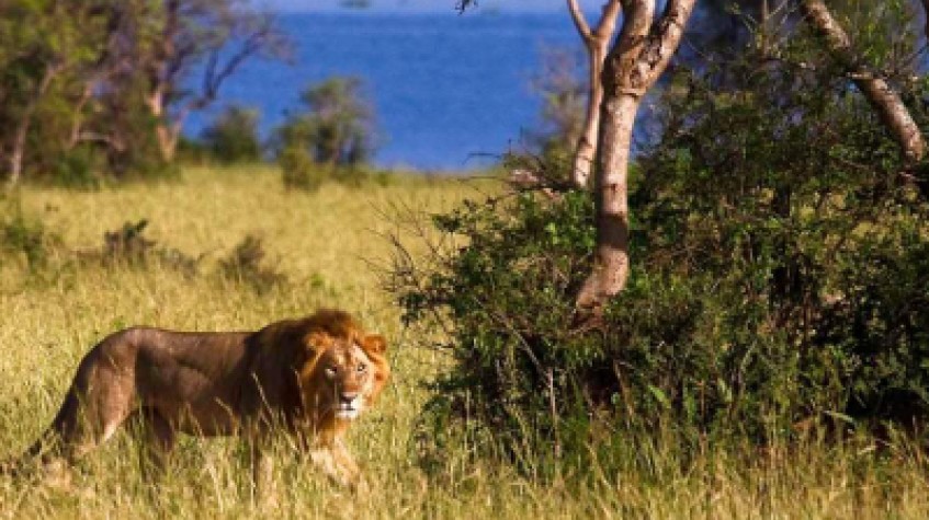 4 Days Uganda Safari to Murchison Falls National Park
