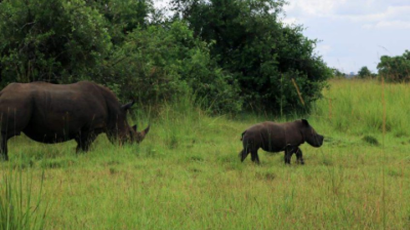 7 Days Uganda Wildlife Safari