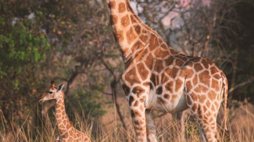 7 Days Uganda Wildlife Safari