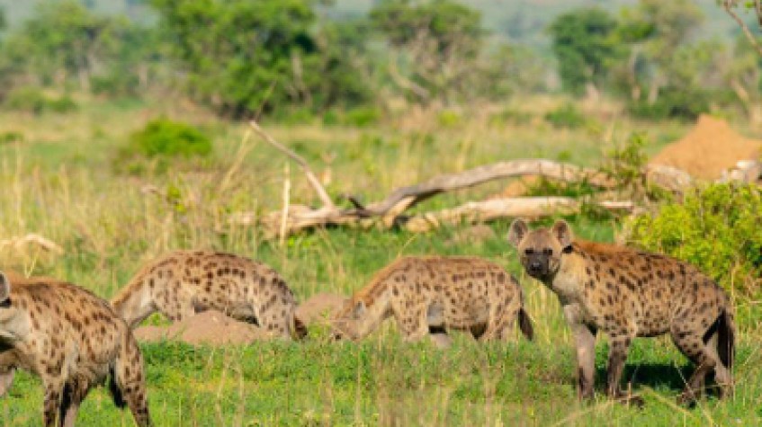 5 Days Uganda Safari to Queen Elizabeth National Park