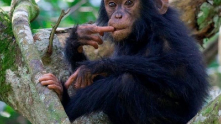 7 Days Uganda Gorillas, Chimpanzees and Wildlife Game Safari